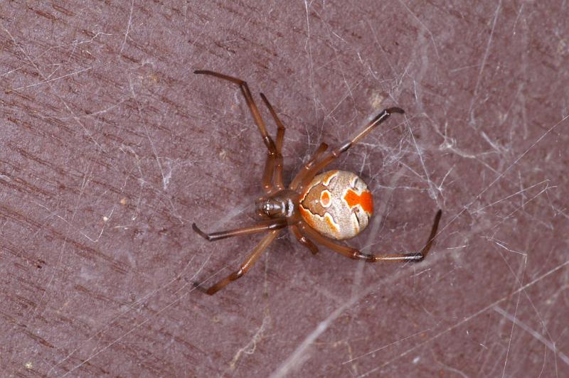 Latrodectus_hasselti_D3402_Z_88_E. of Nuendah homestead_Australie.jpg